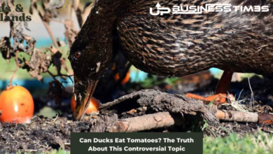 Can Ducks Eat Tomatoes